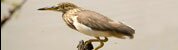 Indian Wildlife Tours, Indian Wildlife Safaris, Indian Wildlife Travel Packages, Indian Wildlife Tour Travel Itinerary