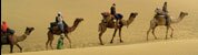 Indian Wildlife Tours, Indian Wildlife Safaris, Indian Wildlife Travel Packages, Indian Wildlife Tour Travel Itinerary
