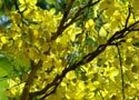 amaltas