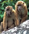 arunachal macaque