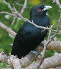 asian koel