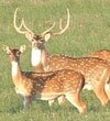 axis deer