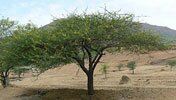 babul tree