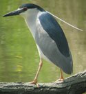 black crowned night heron
