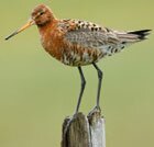 black tailed godwit