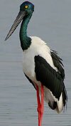 black necked stork