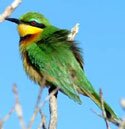 blue cheeked bee eater