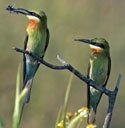 blue tailed bee eater