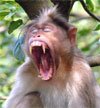 bonnet macaque