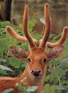 brow antlered deer