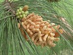 chir pine