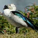 comb duck