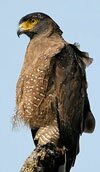 crested serpent eagle