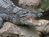 Mugger Crocodile