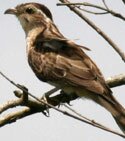 cuckoos