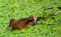 duckweeds