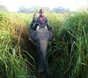 elephant grass