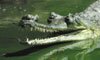Gharial