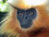 golden langur