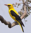 eurasian golden oriole