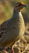 grey francolin