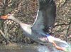greylag goose