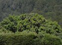 hedge & bushes
