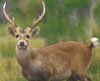hog deer