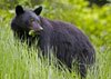 indian black bear
