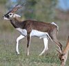 indian black buck