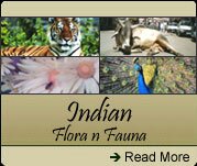 Indian Flora n Fauna, Indian Wildlife Tour Organizers, Indian Wildlife Travel Agents, India Wildlife Tour Operators
