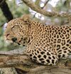 indian leopard