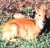 musk deer
