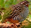 jungle bush quail
