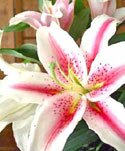 lilies