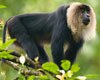 lion tailed macaque