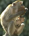 long tailed macaque