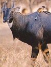 nilgai