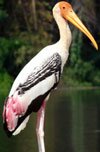 painted stork