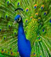 peacock