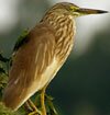 pond heron