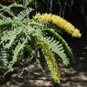 prosopis