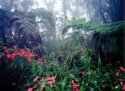 rain forest
