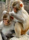 rhesus macaque