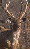 sambar deer