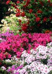 shrubs