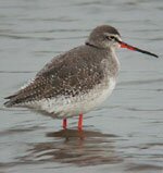 spotted redshank
