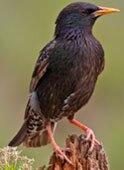 starling