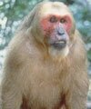 stump tailed macaque