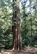 teak tree